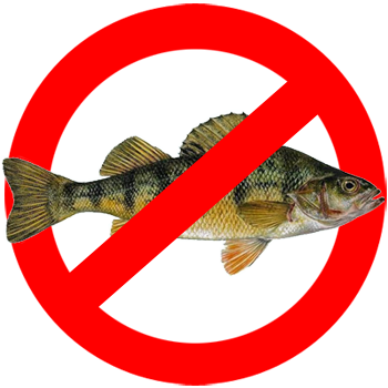 no fish