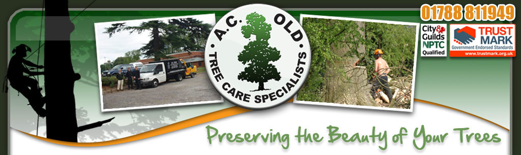 tree surgeon Rugby